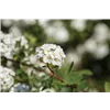bellaflora Gartencenter GmbH