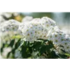 bellaflora Gartencenter GmbH