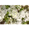 bellaflora Gartencenter GmbH