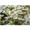 bellaflora Gartencenter GmbH