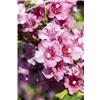 bellaflora Gartencenter GmbH