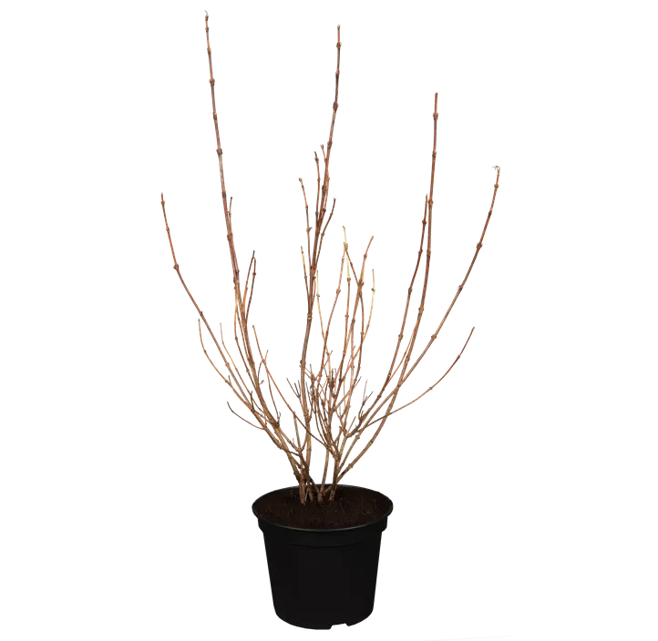 Buntblättrige Weigelie 'Nana Variegata'