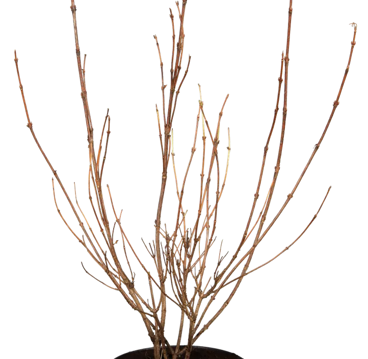 Buntblättrige Weigelie 'Nana Variegata'