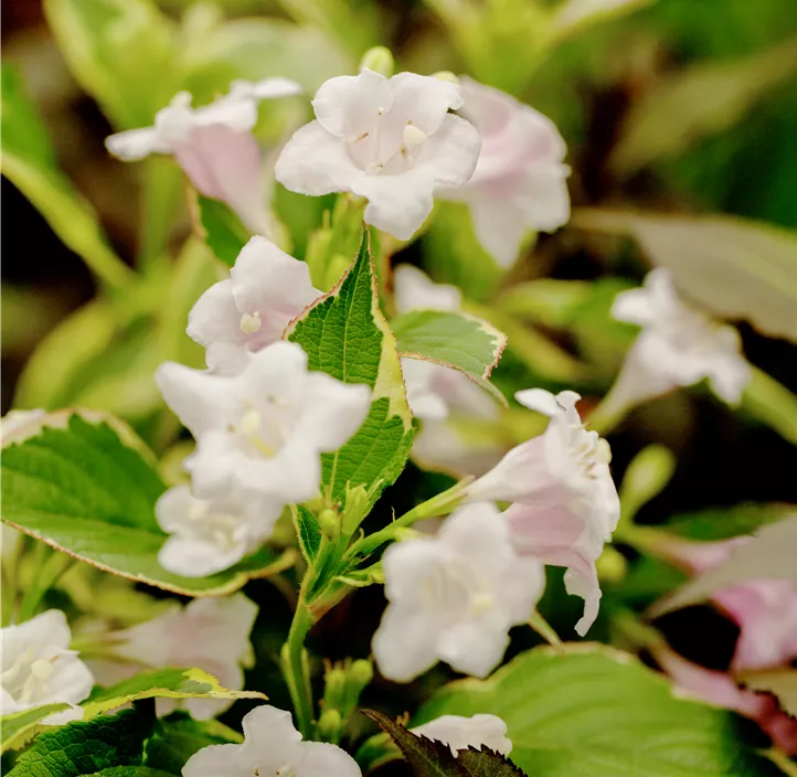 Buntblättrige Weigelie 'Nana Variegata'