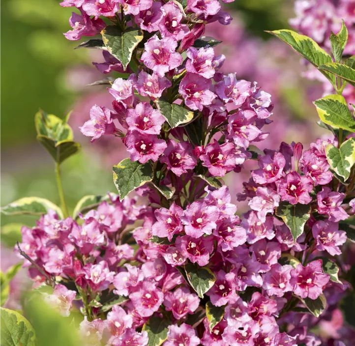 Buntblättrige Weigelie 'Nana Variegata'