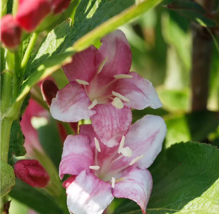 Buntblättrige Weigelie 'Nana Variegata'