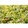 bellaflora Gartencenter GmbH