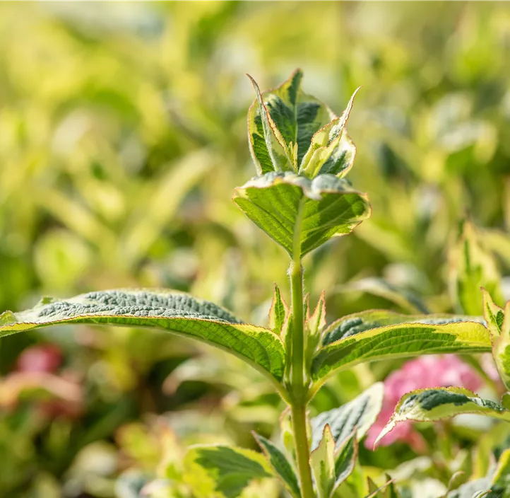 Buntblättrige Weigelie 'Nana Variegata'