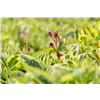 bellaflora Gartencenter GmbH
