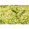 bellaflora Gartencenter GmbH
