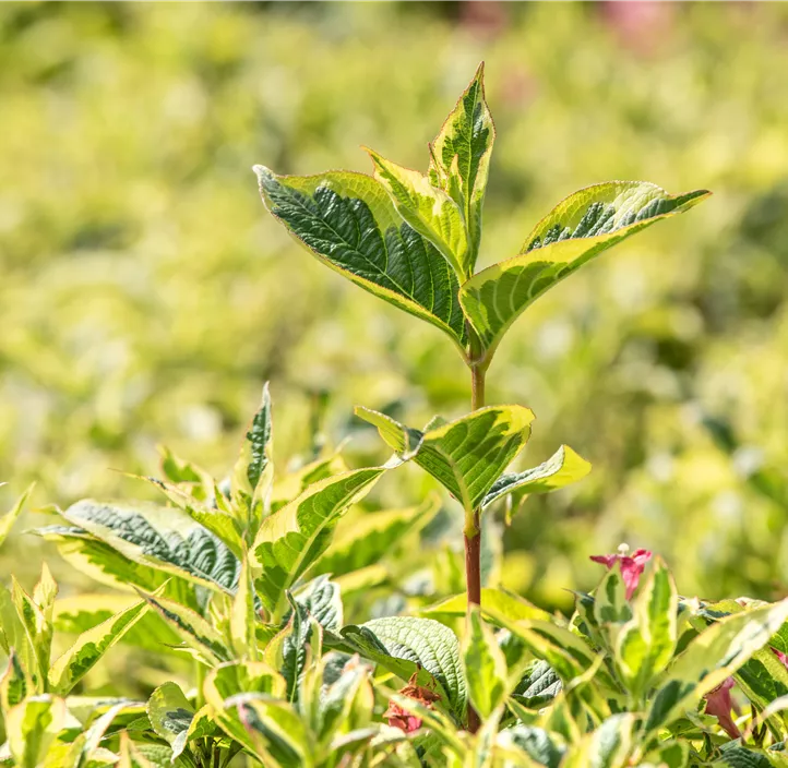 Buntblättrige Weigelie 'Nana Variegata'