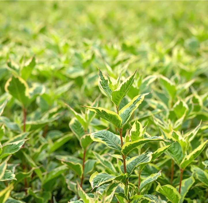 Buntblättrige Weigelie 'Nana Variegata'