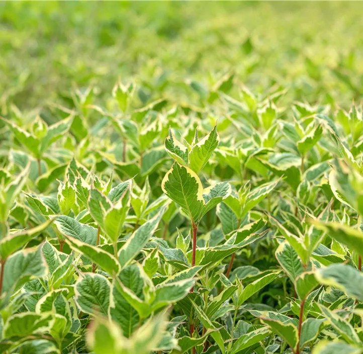 Buntblättrige Weigelie 'Nana Variegata'