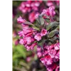 bellaflora Gartencenter GmbH