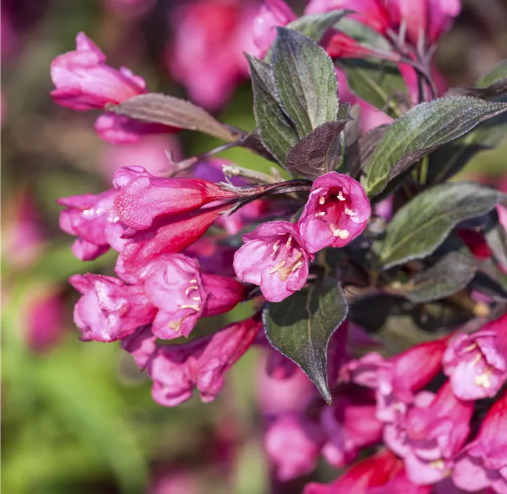 Weigelie 'Victoria'