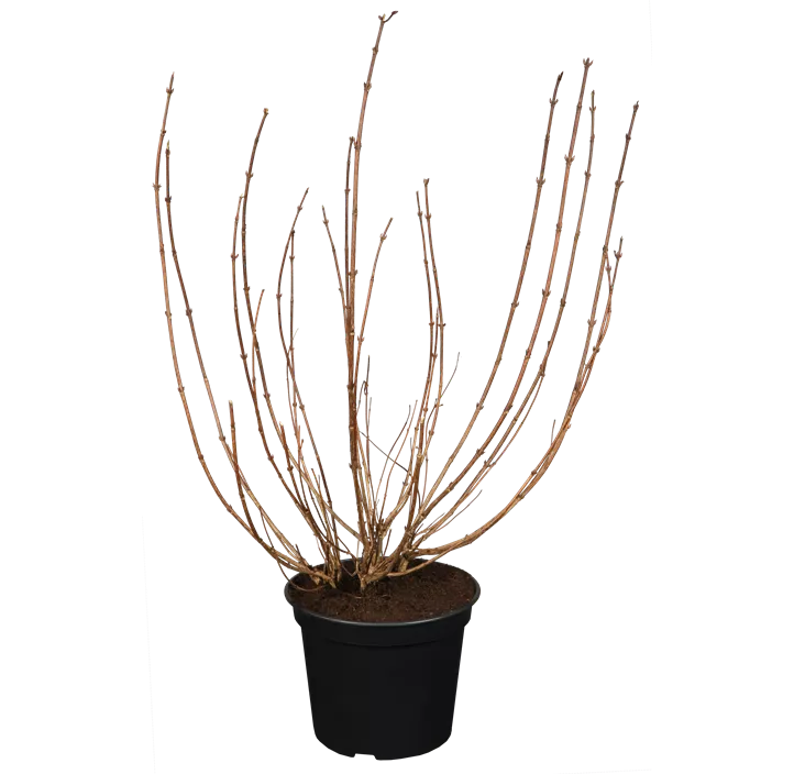 Weigelie 'Victoria'