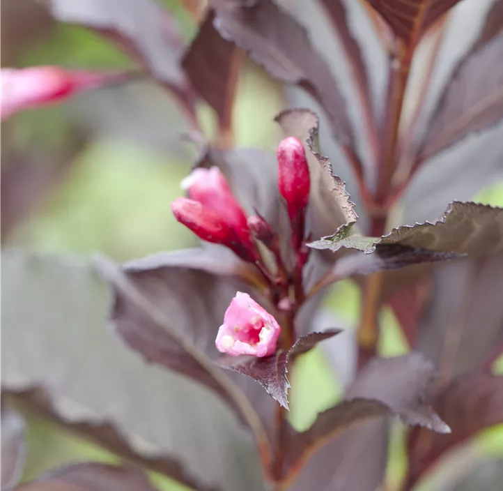 Weigelie 'Victoria'