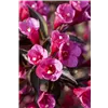 bellaflora Gartencenter GmbH
