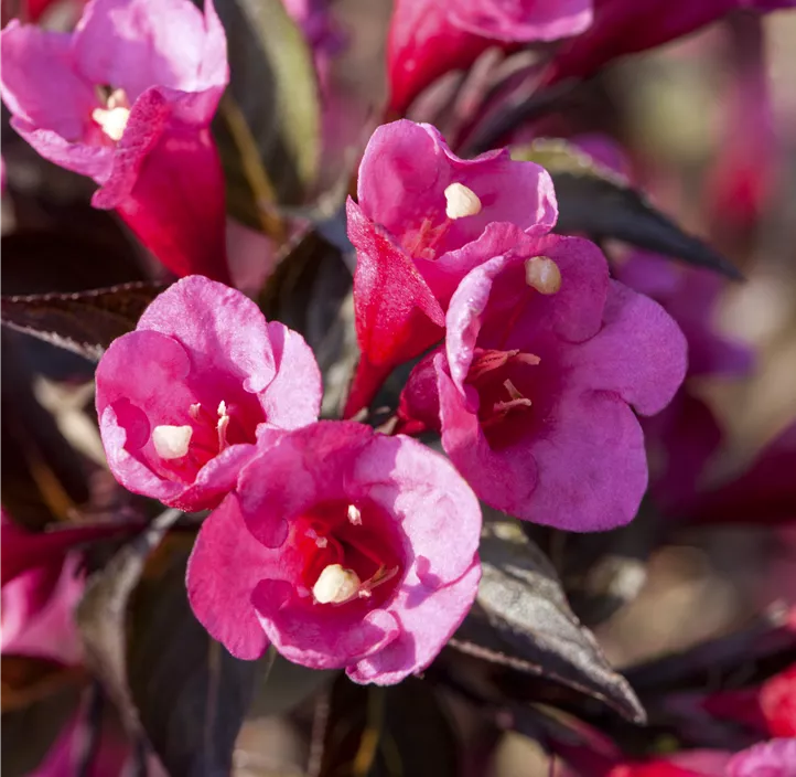 Weigelie 'Victoria'