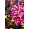 bellaflora Gartencenter GmbH