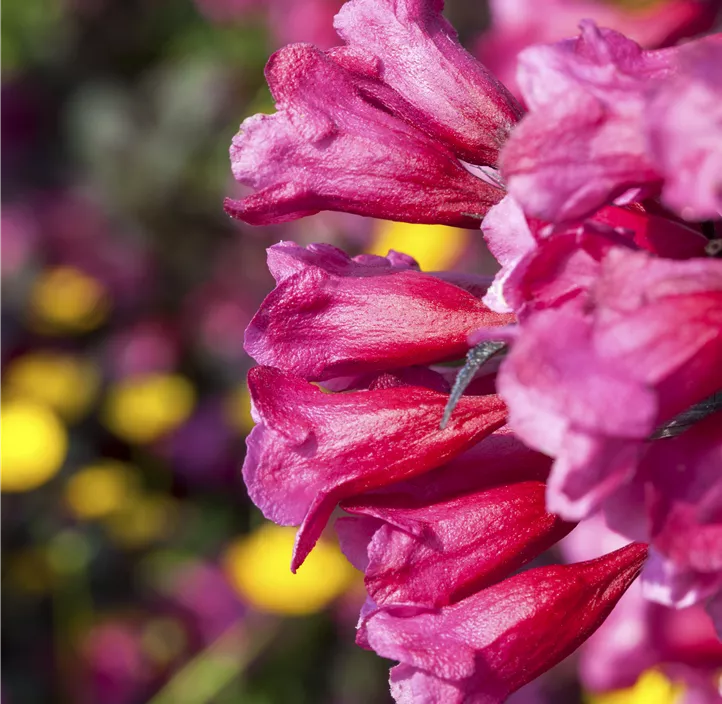 Weigelie 'Victoria'