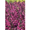 bellaflora Gartencenter GmbH