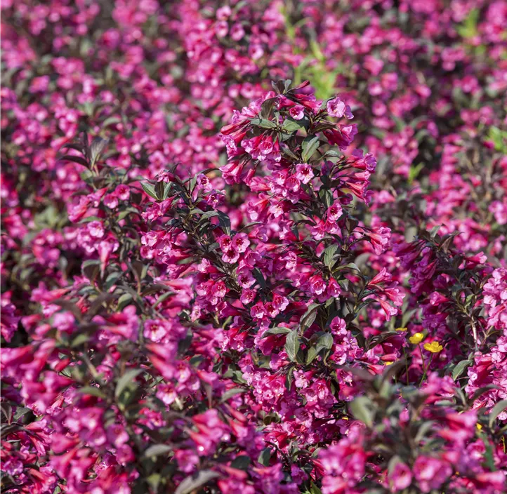 Weigelie 'Victoria'