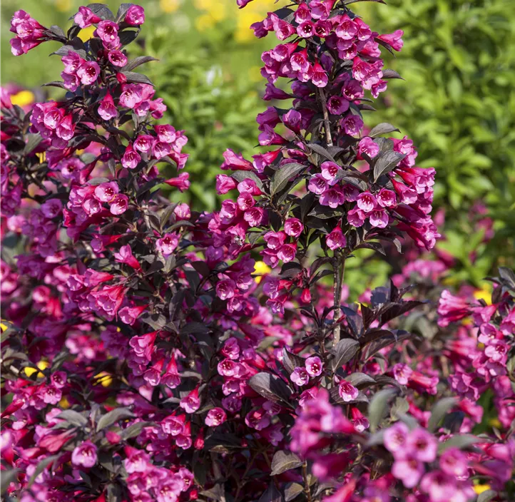 Weigelie 'Victoria'