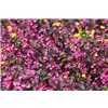 bellaflora Gartencenter GmbH