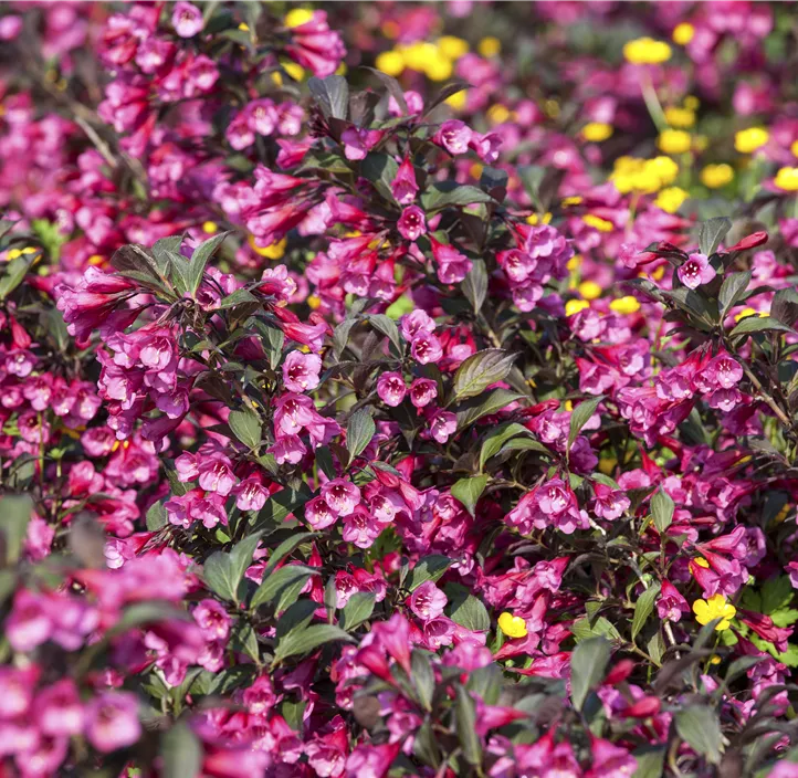 Weigelie 'Victoria'
