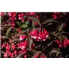 bellaflora Gartencenter GmbH