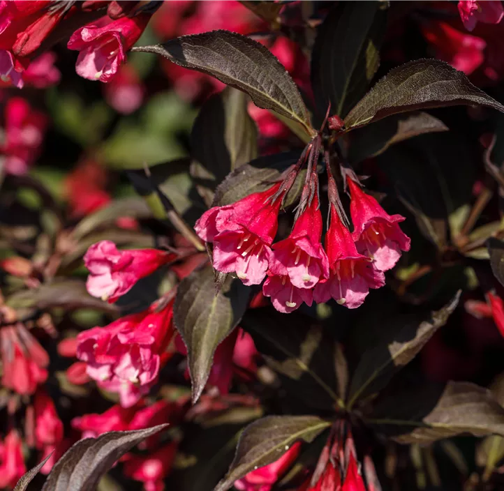 Weigelie 'Victoria'