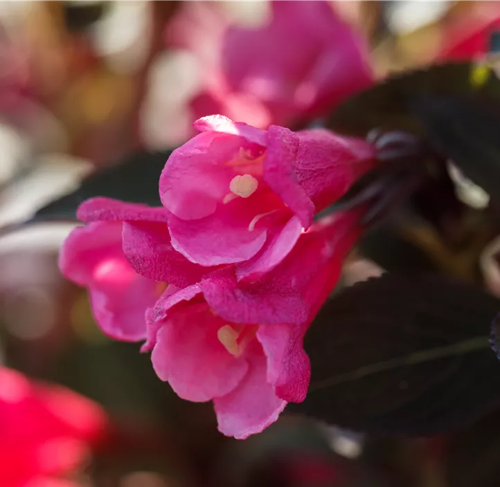 Weigelie 'Victoria'