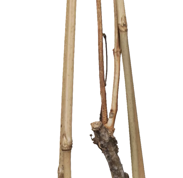 Große Kletter-Trompetenblume 'Mme Galen' Große Kletter-Trompetenblume 'Mme Galen'