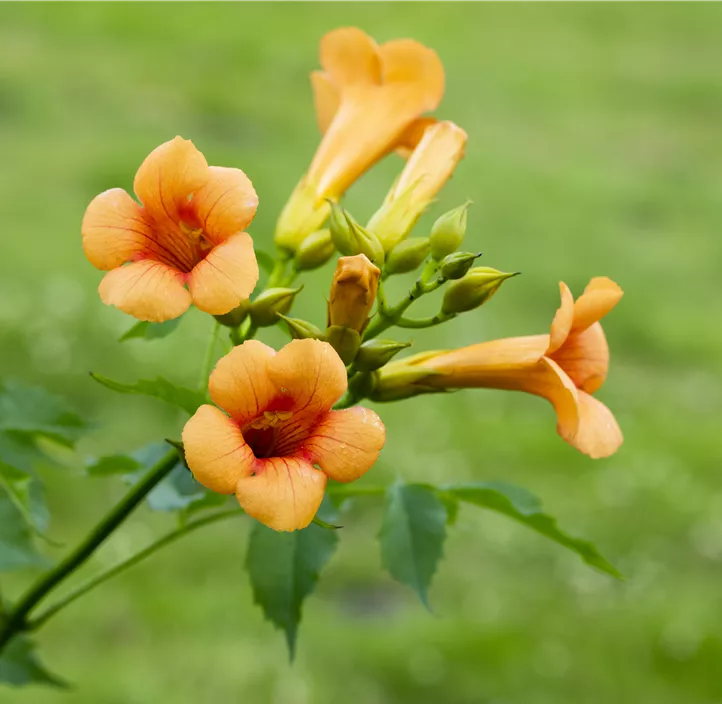 Große Kletter-Trompetenblume 'Mme Galen'