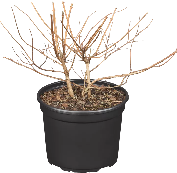 Sternchenstrauch 'Strawberry Fields'