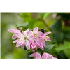 bellaflora Gartencenter GmbH
