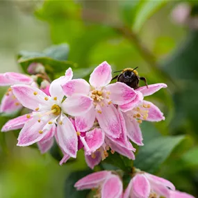 Deutzia Strawberry Fields (Lieferartikel)
