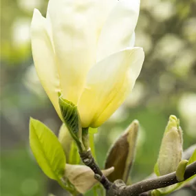 Magnolia brooklynensis Elizabeth (Lieferartikel)