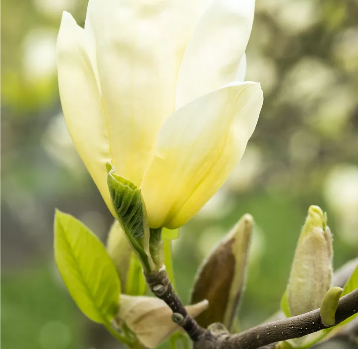 Magnolie 'Elizabeth'