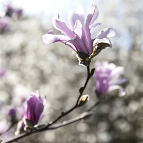 Magnolia loebneri Leonard Messel (Lieferartikel)