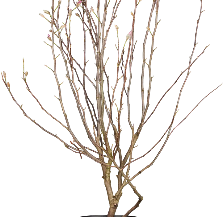 Rosa Sternmagnolie 'Leonard Messel'