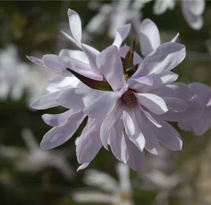 Rosa Sternmagnolie 'Leonard Messel'