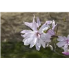 bellaflora Gartencenter GmbH