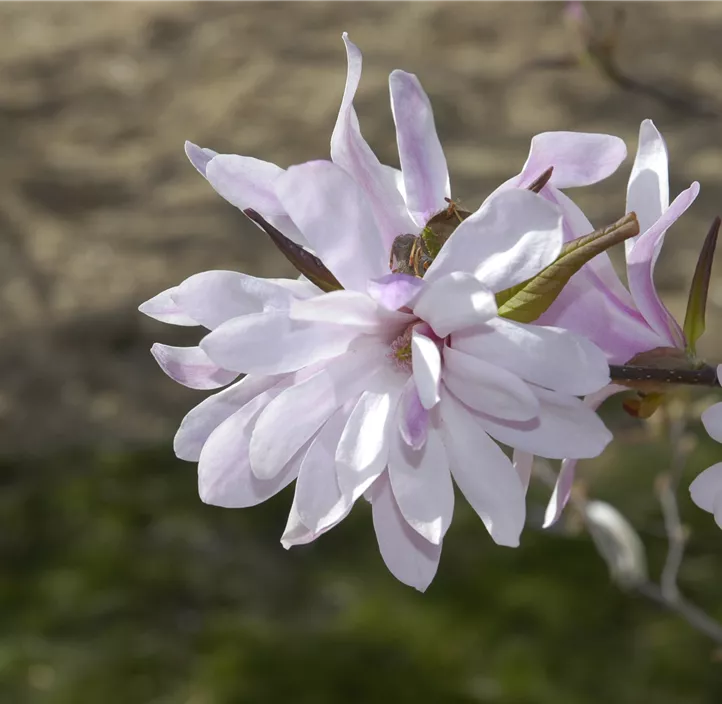 Rosa Sternmagnolie 'Leonard Messel'