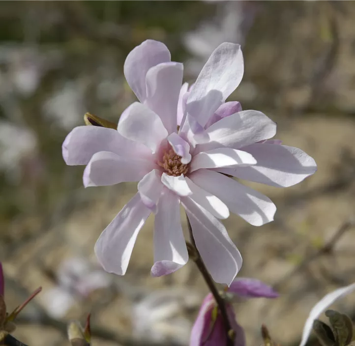 Rosa Sternmagnolie 'Leonard Messel'