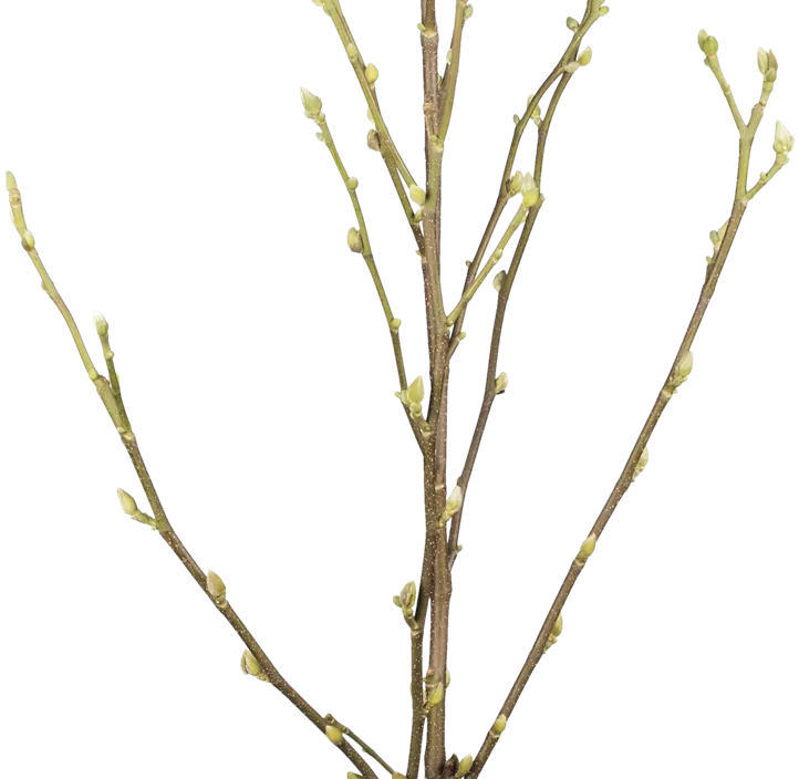 Tulpen-Magnolie 'Satisfaction'®