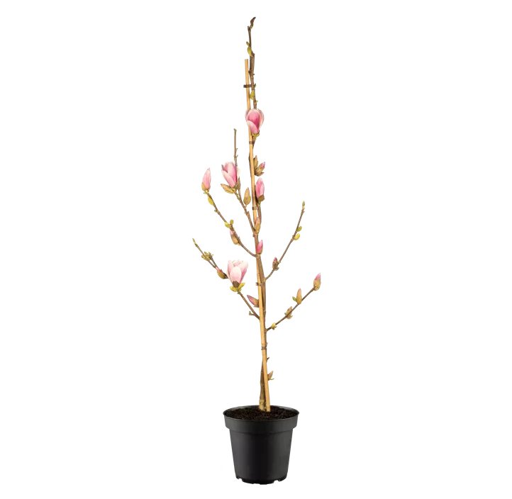 Tulpen-Magnolie 'Satisfaction'®