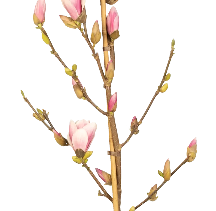 Tulpen-Magnolie 'Satisfaction'®