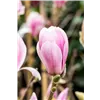 bellaflora Gartencenter GmbH